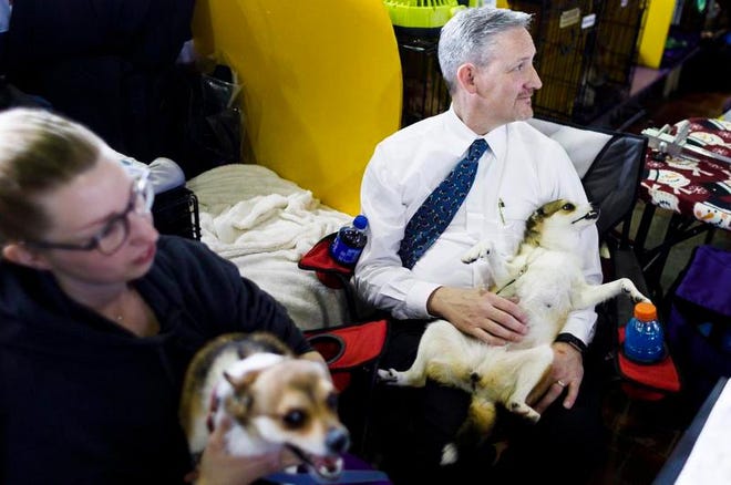 epa07362720 Peter Rousseau of Colorado holds a Norwegian Lundehund named Eva in the benching area during the 2019 Westminster Kennel Club Dog Show in New York, New York, USA, 11 February 2019. The annual competition features hundreds of dogs from around the country.