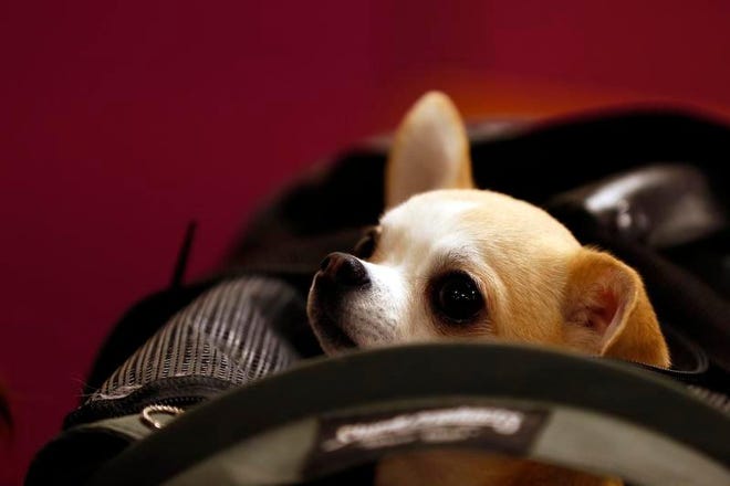 A Chihuahua pops his head out of his carrier in the benching area during breed judging at the 143rd Annual Westminster Kennel Club All Breed Dog Show at Madison Square Garden.