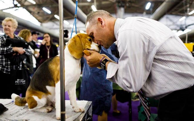 Handler Aaron Wilkerson of Florida pets a Beagle named Logan while grooming him before competition during the 2019 Westminster Kennel Club Dog Show in New York, New York, USA, 11 February 2019. The annual competition features hundreds of dogs from around the country.