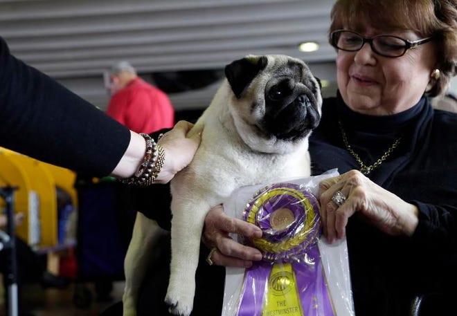 Biggie the pug with owner Carolyn Koch pose for photos at the Westminster Kennel Club Dog Show, Monday, Feb. 11, 2019, in New York. (AP Photo/Nat Castaneda)