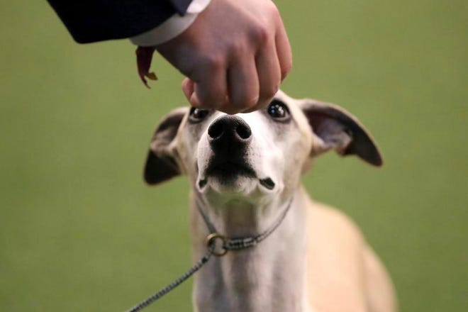 Whiskey the Whippet listens to commands from his handler Justin Smithey during the Best of Breed event at the Westminster Kennel Club dog show on Monday, Feb. 11, 2019, in New York.