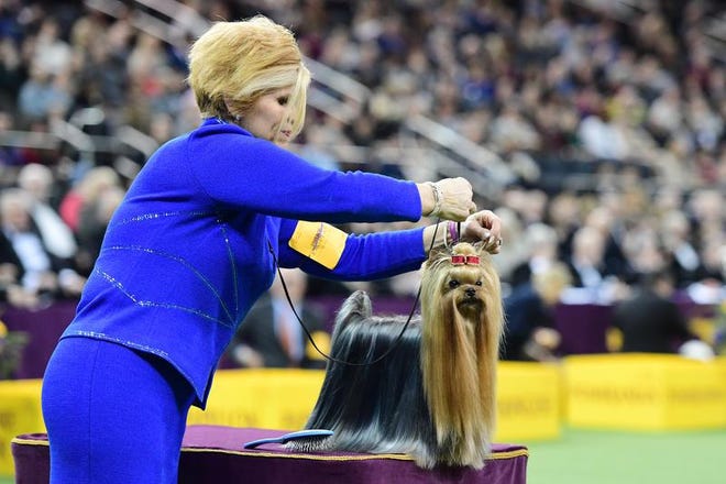 The Yorkshire Terrier 'Karma's Promise Key-Per' and trainer compete in the Toy Group judging at the 143rd Westminster Kennel Club Dog Show at Madison Square Garden on February 11, 2019 in New York City.