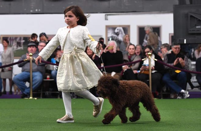 Kadence Addison runs with her Spanish Water Dog in the judging ring during the Daytime Session in the Breed Judging across the Hound, Toy, Non-Sporting and Herding groups at the 143rd Annual Westminster Kennel Club Dog Show at Pier 92/94 in New York City on February 11, 2019.