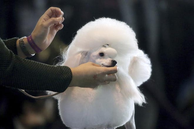 A toy poodle is groomed ahead of the Best of Breed event at the Westminster Kennel Club dog show on Monday, Feb. 11, 2019, in New York.