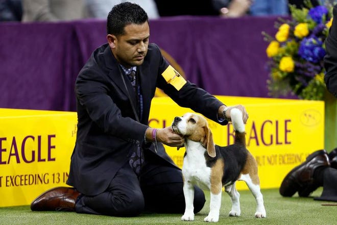 A Beagle is seen during breed judging at the 143rd Annual Westminster Kennel Club All Breed Dog Show at Madison Square Garden.