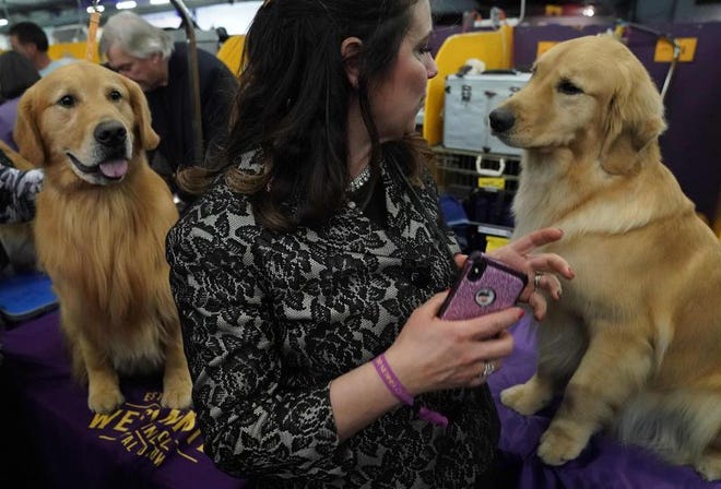 A handler looks at her Golden Retriever during the Daytime Session in the Breed Judging across Sporting, Working and Terrier groups at the 143rd Annual Westminster Kennel Club Dog Show at Pier 92/94 in New York City on February 12, 2019.