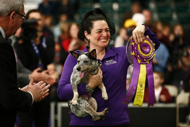 Lisa Topol displays her ribbon after winning in the masters agility championship with her dog "Plop" during the Westminster Kennel Club Dog Show, Saturday, Feb. 9, 2019, in New York.