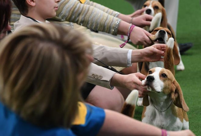 Handlers and their Beagles are seen in the judging ring during the Daytime Session in the Breed Judging across the Hound, Toy, Non-Sporting and Herding groups at the 143rd Annual Westminster Kennel Club Dog Show at Pier 92/94 in New York City on February 11, 2019.