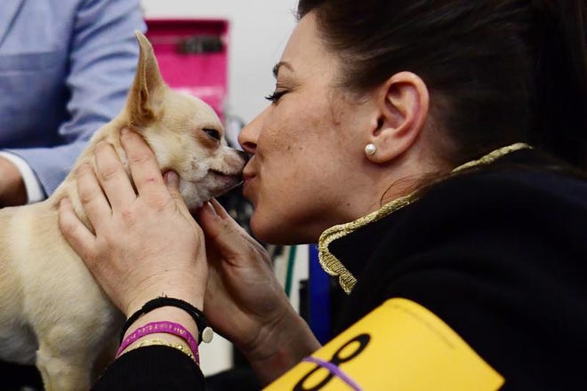 Heather Helmer gives her Chihuahua named Monty during the 143rd Westminster Kennel Club Dog Show at Piers 92/94 on February 11, 2019 in New York City.