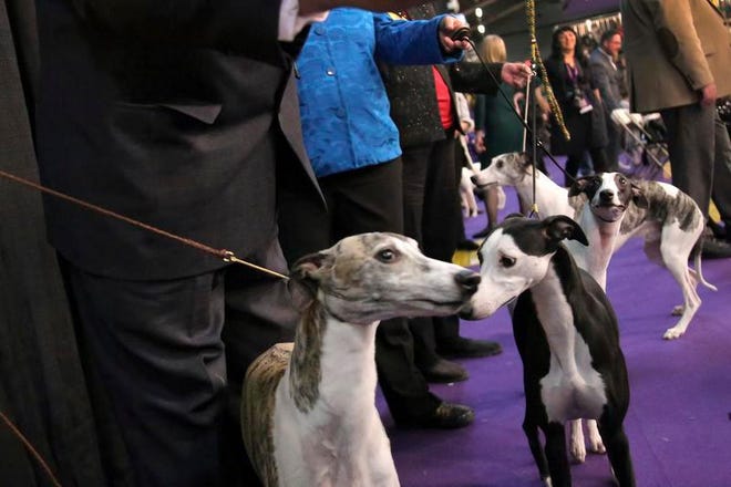 Whippets wait at the side of the ring while waiting to compete in the Best of Breed event at the Westminster Kennel Club dog show on Monday, Feb. 11, 2019, in New York.