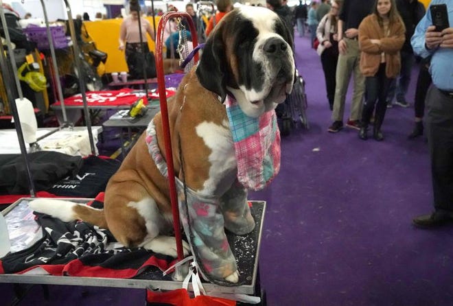 A St. Bernard waits in the benching area during the Daytime Session in the Breed Judging across Sporting, Working and Terrier groups at the 143rd Annual Westminster Kennel Club Dog Show at Pier 92/94 in New York City on February 12, 2019.