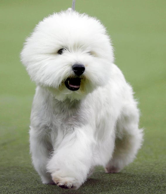 Bruno, a West Highland White Terrier, competes with the terrier group at the 143rd Westminster Kennel Club Dog Show.