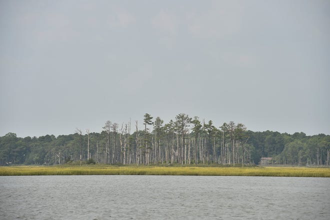 View of a area of shoreline in the Rehoboth Bay.