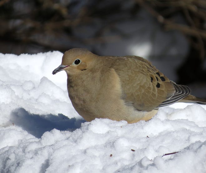 A mourning dove is a common Delaware winter resident that will come to bird seed on the ground.