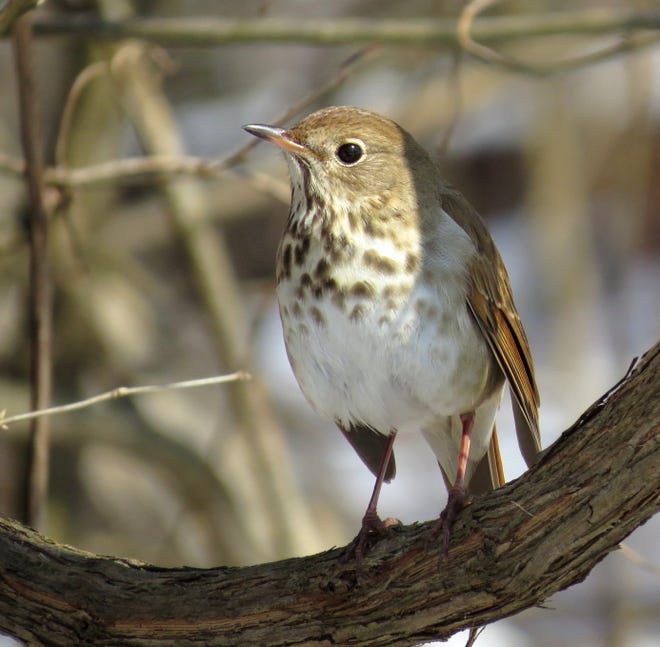 The hermit thrush is a scarce winter resident, but likes to visit backyards with dense vegetation and especially those with fruiting native shrubs like American holly and winterberry.