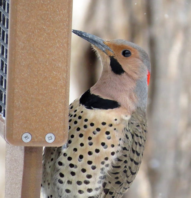 The Northern flicker is a fairly common woodpecker that will visit a suet feeder, but also loves berries found on native trees and vines in the winter.  Poison Ivy berries are a favorite food of this bird.
