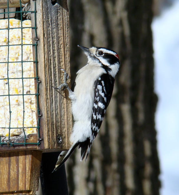 A downy woodpecker at Bucktoe Creek Preserve.