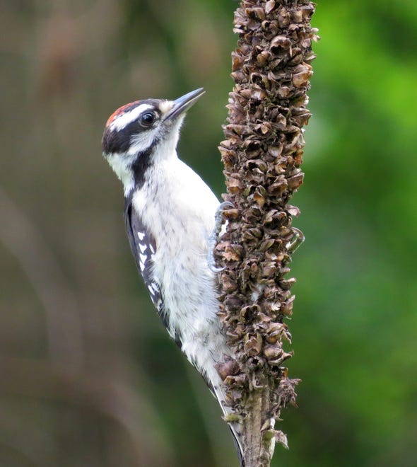 A downy woodpecker feeds on common mullien, a non-native plant the woodpecker is probably pecking into it for insects.