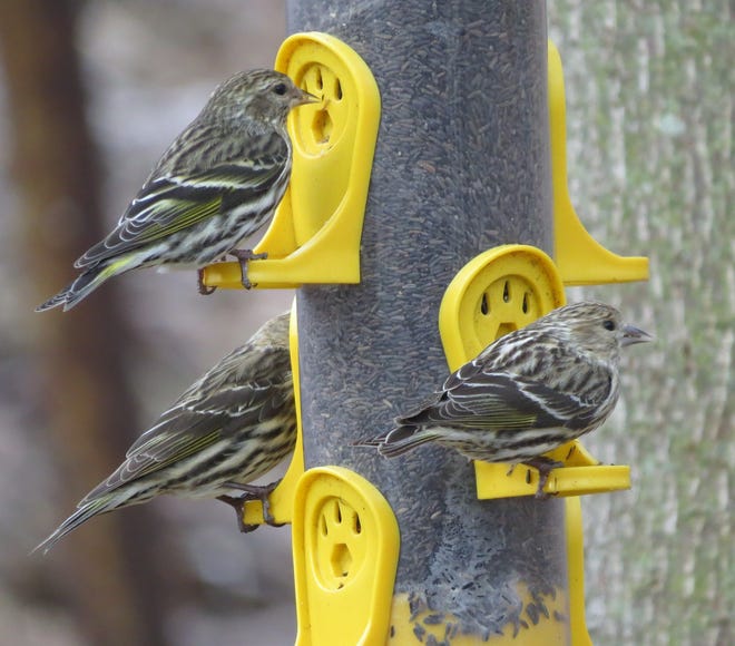 The pine siskin is a northern finch that is being seen in Delaware this winter in higher than average numbers. They normally visit feeders with “finch mix” containing nyger and small sunflower chips.