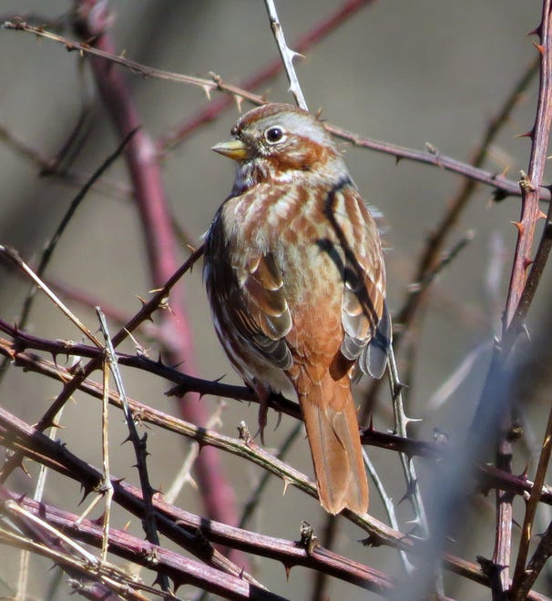 This fox sparrow uses thick vegetation at the edge of a yard.  The scarce, beautiful large bird can be attracted to a yard with a seed feeder and dense cover nearby, especially during a snowstorm.