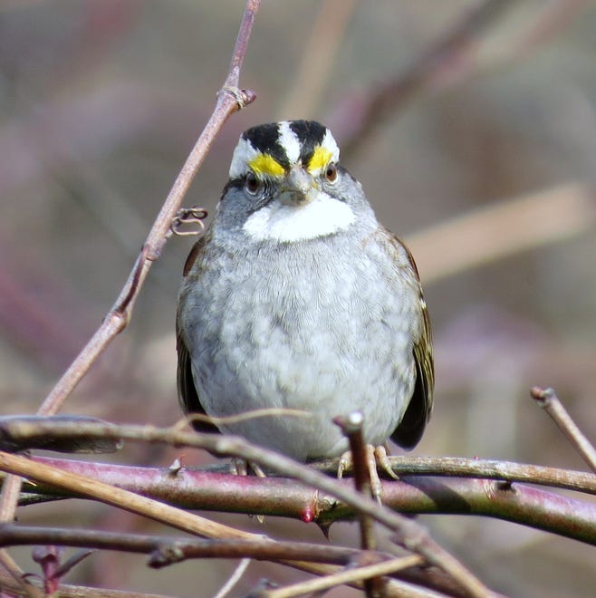 A white-throated sparrow in State Line Woods.