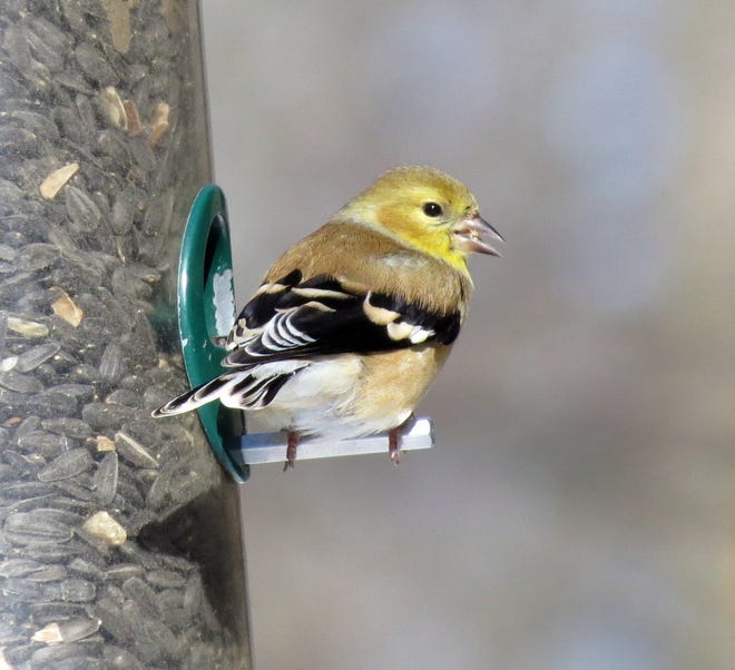 The American Goldfinch, this one photographed at a feeder off Sharp Road, is among Delaware's birds of winter.