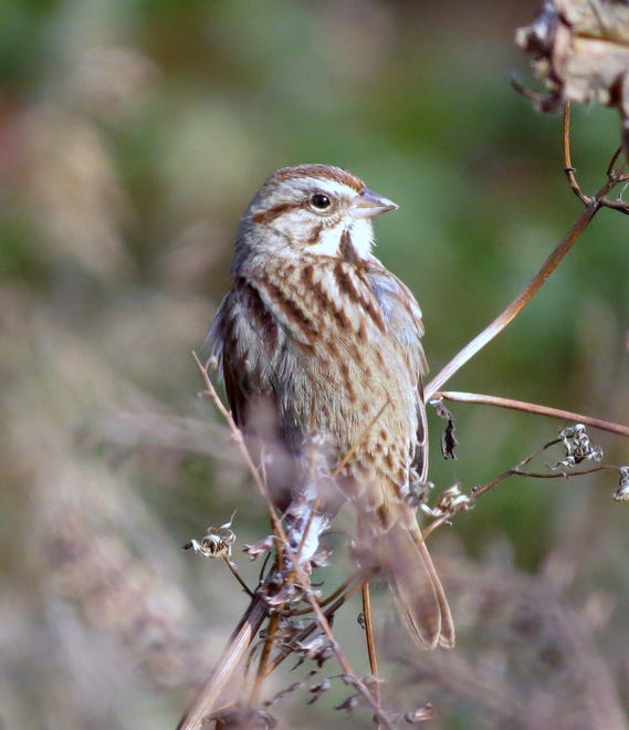 The song sparrow is a common year-round sparrow that prefers to hide in dense vegetation with lots of naturally occurring seeds/ They will visit bird feeders, too.