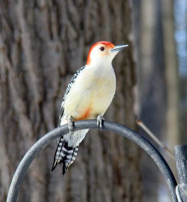 A red-bellied woodpecker at Bucktoe Creek Preserve.